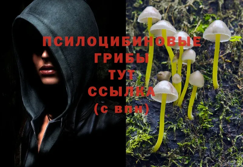 Галлюциногенные грибы Psilocybine cubensis  Камышлов 